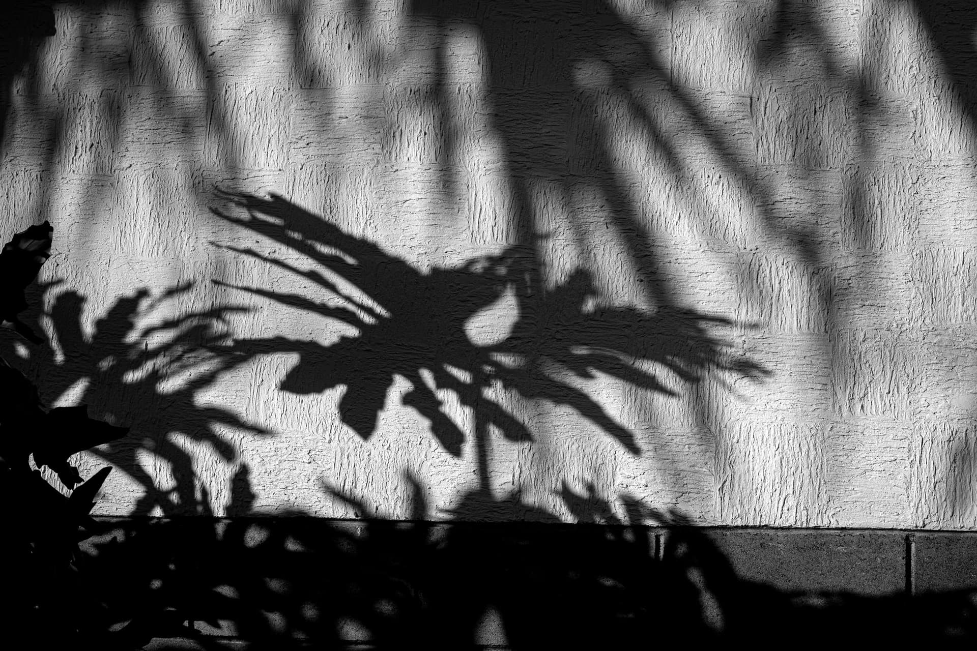 Palm fronds casting shadows on a white wall