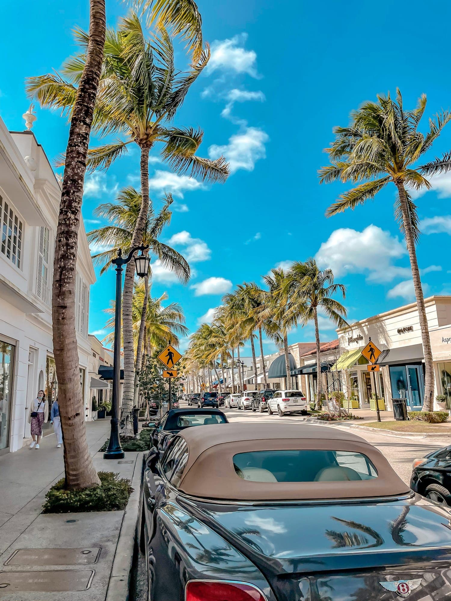 Palms along Worth Avenue in Palm Beach